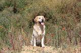GOLDEN RETRIEVER 246